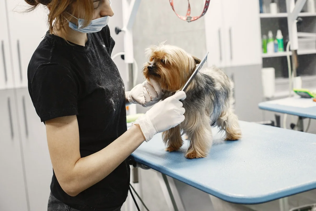 Groomer strzygący yorkshire terriera — zdjęcie ilustracyjne